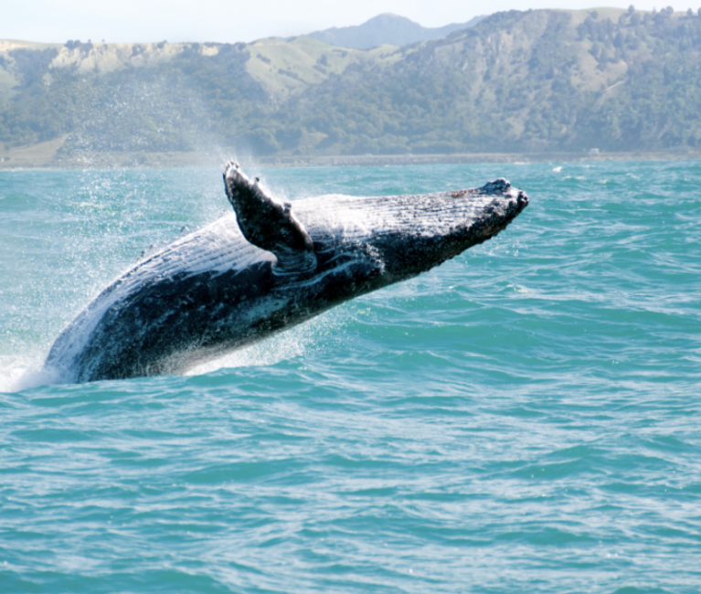 Whalewatching